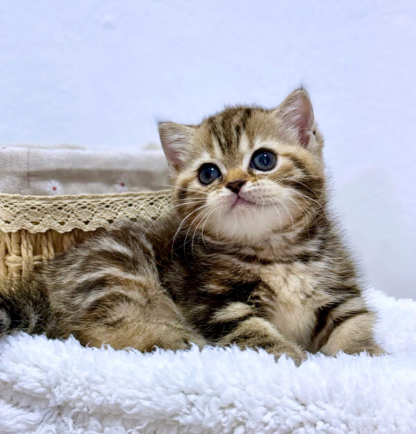 Mèo Anh Lông Ngắn Chân Lùn Màu Tabby Đực Mã AN487