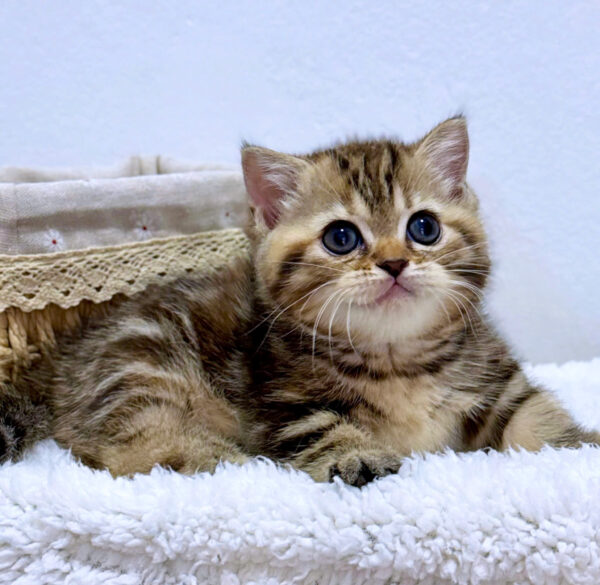 Mèo Anh Lông Ngắn Chân Lùn Màu Tabby Đực Mã AN487