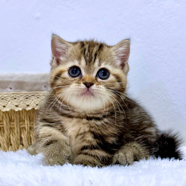 Mèo Anh Lông Ngắn Chân Lùn Màu Tabby Đực Mã AN487