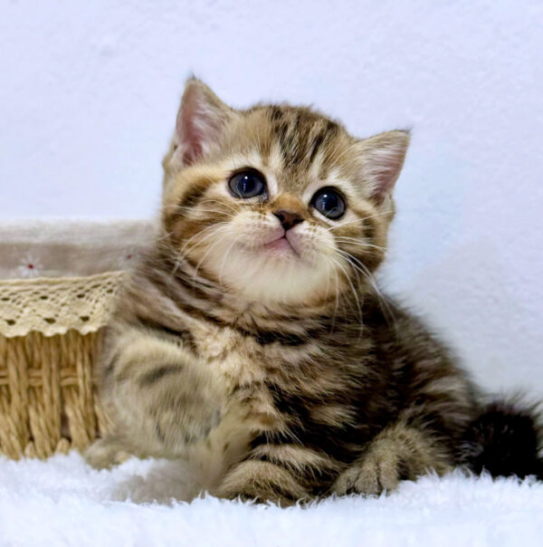 Mèo Anh Lông Ngắn Chân Lùn Màu Tabby Đực Mã AN487