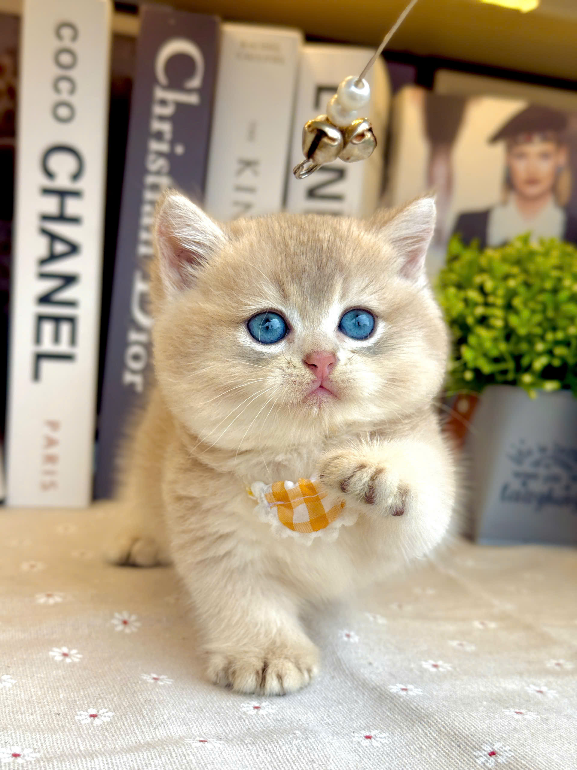 Mèo Anh Lông Ngắn Chân Lùn Màu Blue Golden Ny12 Đực Mã AN492 Mèo Anh Lông Ngắn Chân Lùn Màu Blue Golden Ny12 Đực Mã AN492