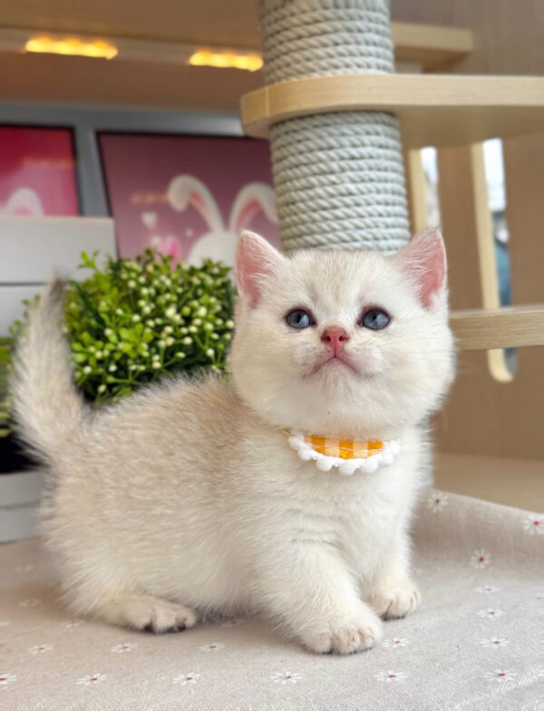 Mèo Anh Lông Ngắn Munchkin Màu Silver Đực Mã AN497