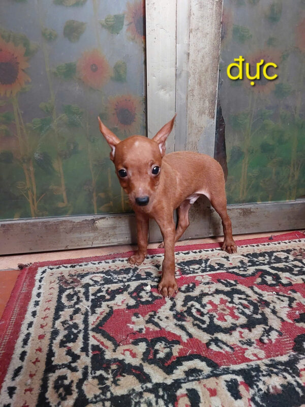 Chó Phốc Hươu Size Mini Đực Mã PH498