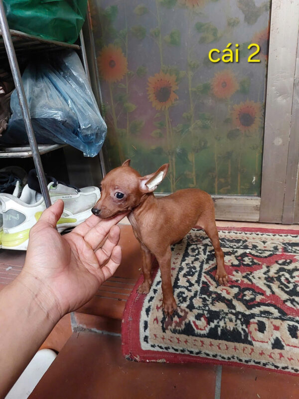 Chó Phốc Hươu Cái Mã PH499