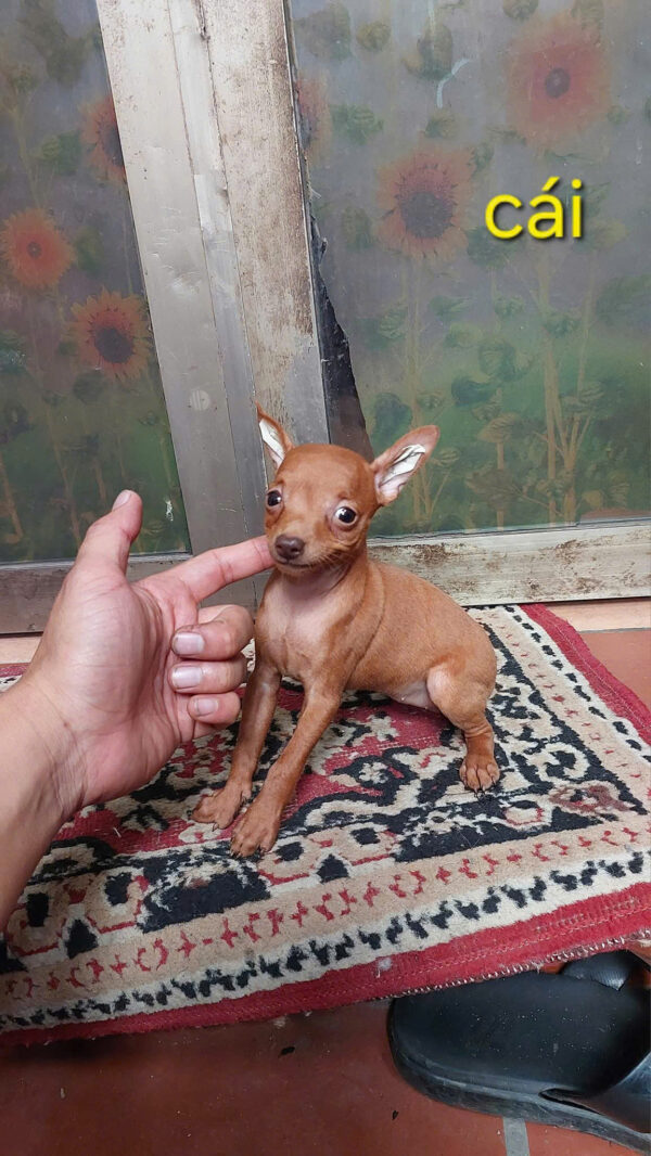 Chó Phốc Hươu Cái Mã PH499