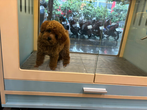 Chó Poodle Size Toy Màu Nâu Đỏ Đực Mã PD501