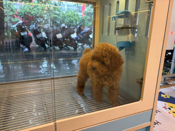 Chó Poodle Size Toy Màu Nâu Đỏ Đực Mã PD501