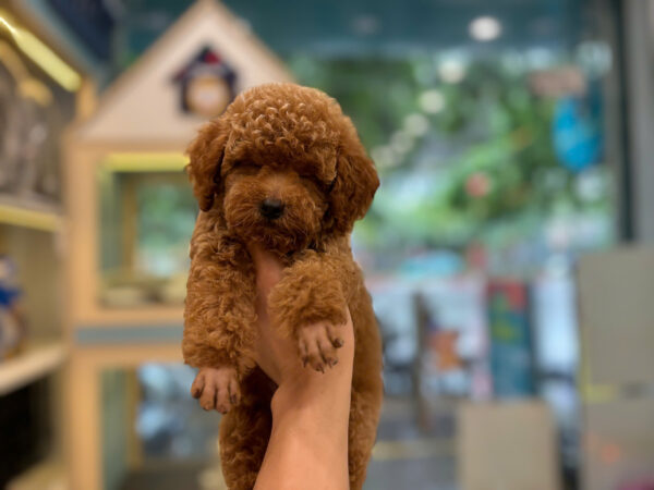 Chó Poodle Size Toy Màu Nâu Đỏ Đực Mã PD501