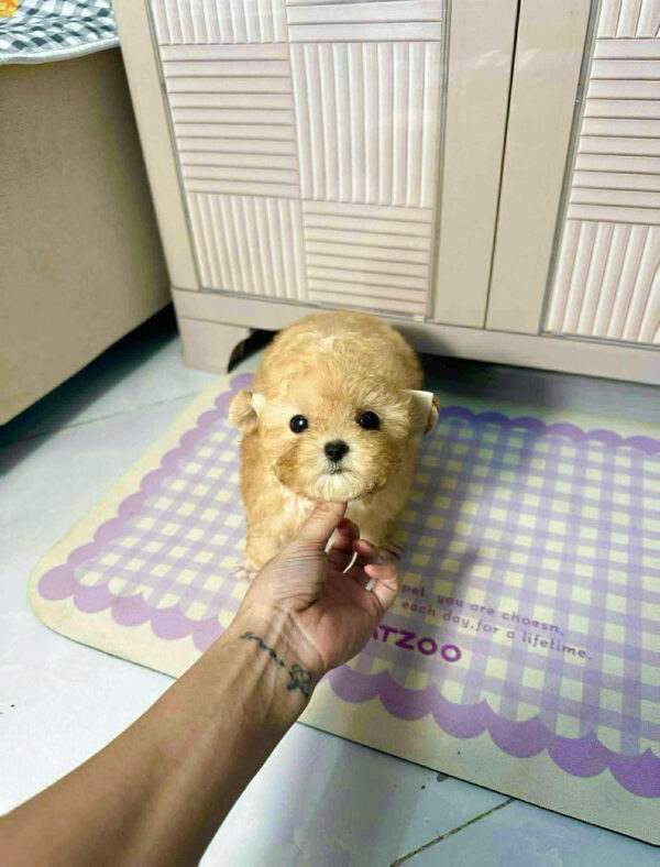 Chó Poodle size Tiny Màu Vàng Mơ Cái Mã PD502