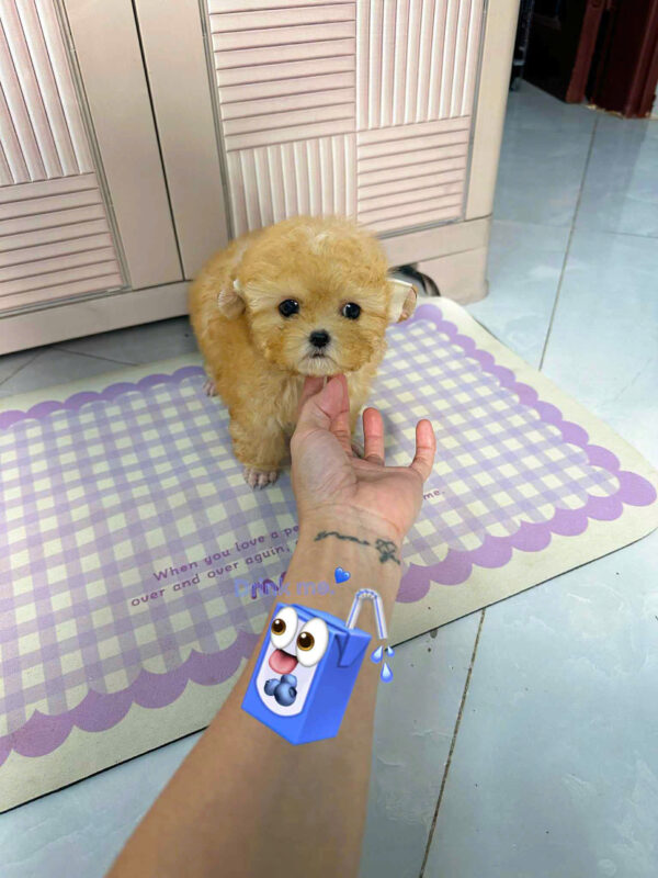 Chó Poodle size Tiny Màu Vàng Mơ Cái Mã PD502