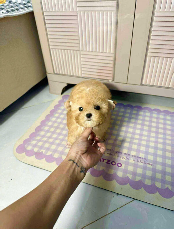 Chó Poodle size Tiny Màu Vàng Mơ Cái Mã PD502