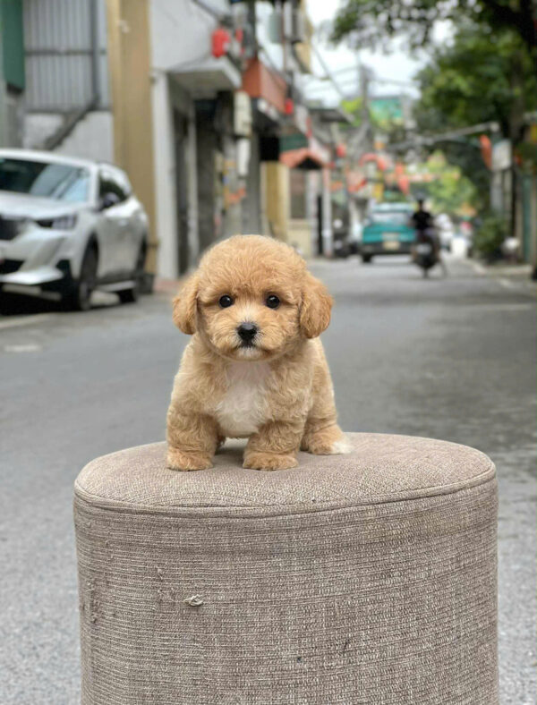 Chó Poodle Size Tiny Chân Lùn Màu Nâu Nhạt Đực Mã PD503