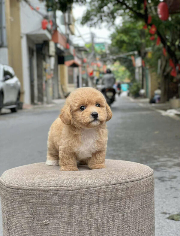 Chó Poodle Size Tiny Chân Lùn Màu Nâu Nhạt Đực Mã PD503