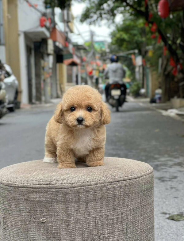 Chó Poodle Size Tiny Chân Lùn Màu Nâu Nhạt Đực Mã PD503