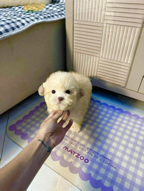 Chó Poodle Size Mini Màu Kem Mơ Cái Mã PD504