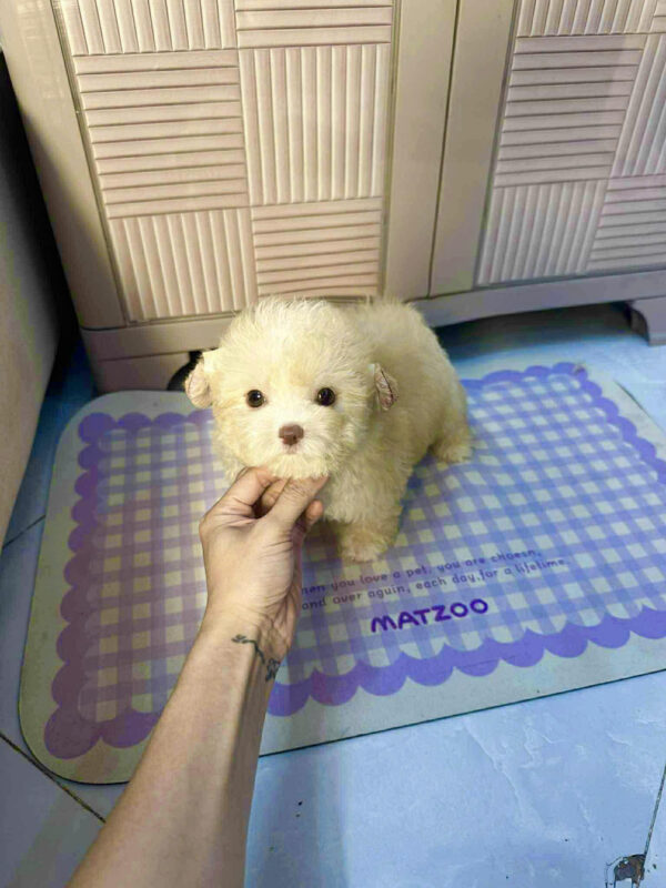 Chó Poodle Size Mini Màu Kem Mơ Cái Mã PD504