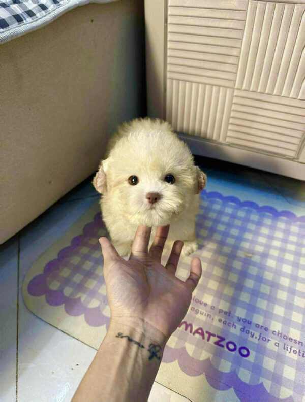 Chó Poodle Size Mini Màu Kem Mơ Cái Mã PD504