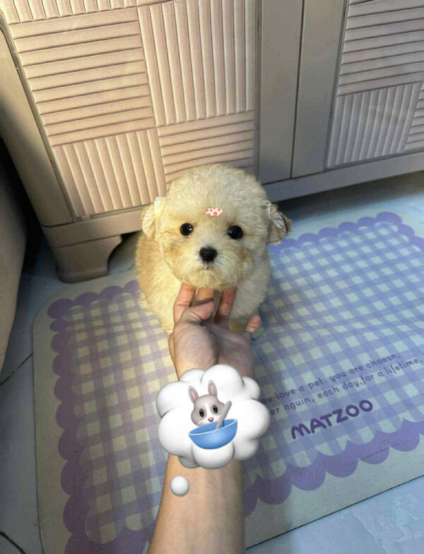 Chó Poodle Size Tiny Màu Vàng Kem Đực Mã PD505