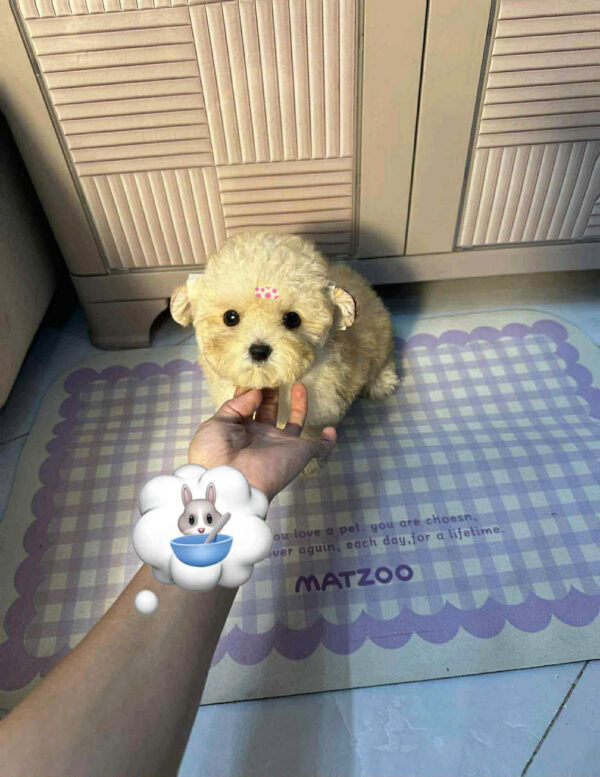Chó Poodle Size Tiny Màu Vàng Kem Đực Mã PD505
