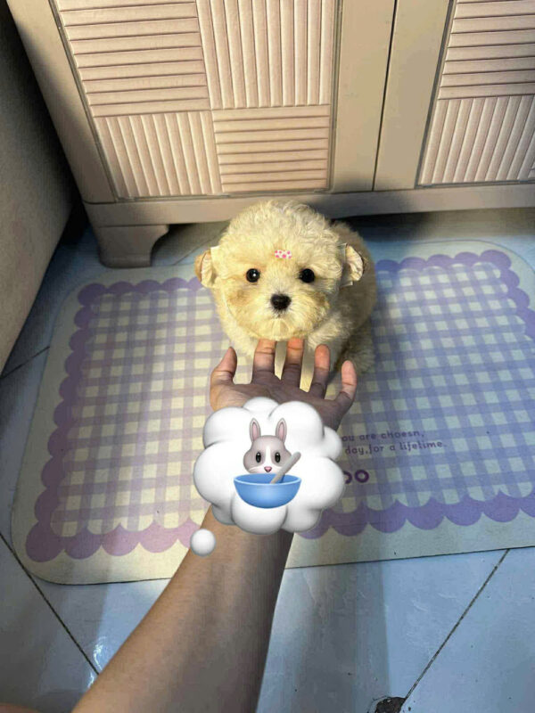 Chó Poodle Size Tiny Màu Vàng Kem Đực Mã PD505