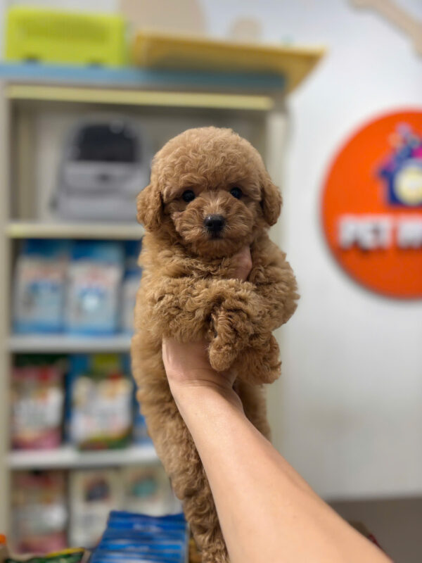 Chó Poodle Size Toy Màu Nâu Đỏ Lông Dày Cái Mã PD506
