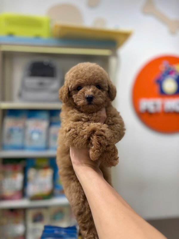 Chó Poodle Size Toy Màu Nâu Đỏ Lông Dày Cái Mã PD506