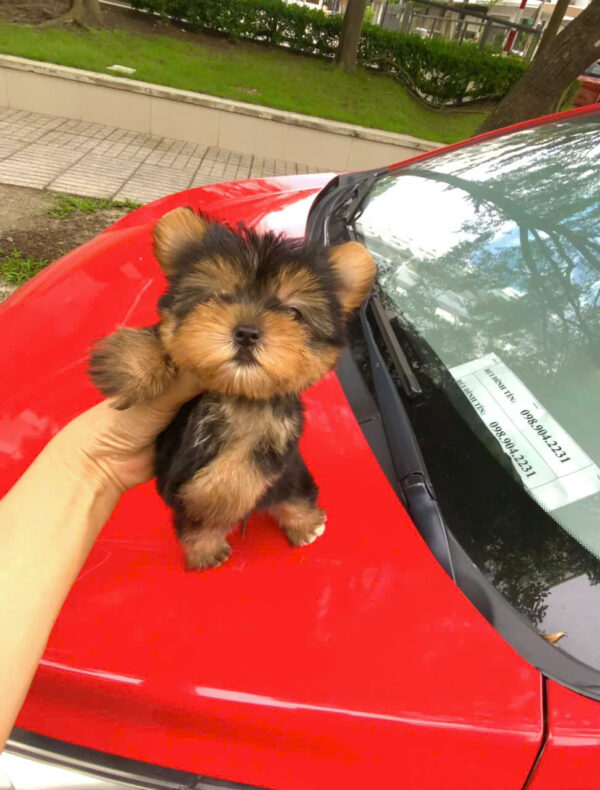 Chó Yorkshire Size Mini Màu Đen Vàng Đực Mã YS507