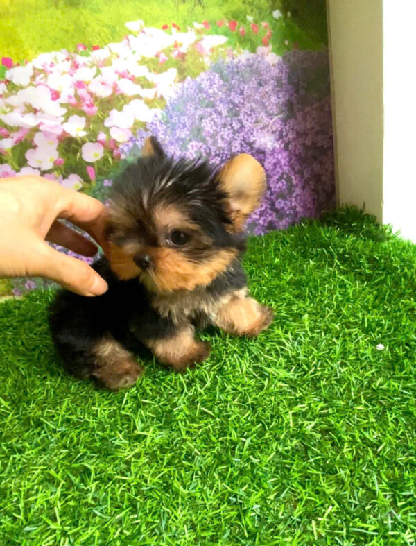 Chó Yorkshire Size Mini Màu Đen Vàng Đực Mã YS507
