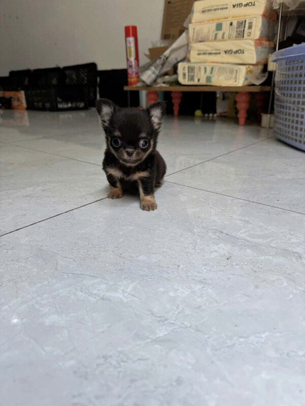 Chó Chihuahua Lông Dài Màu Blacktan Đực Mã CH510
