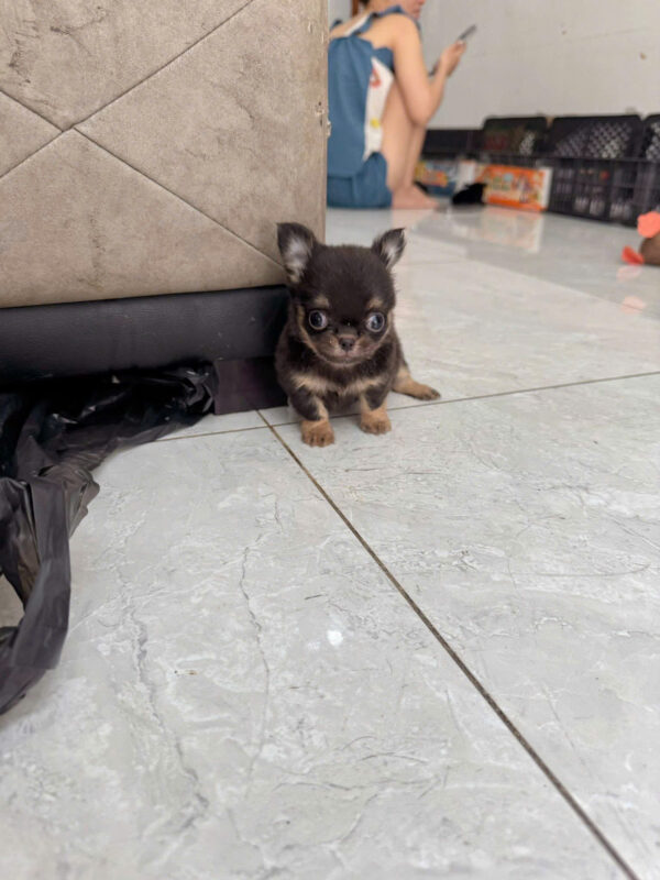 Chó Chihuahua Lông Dài Màu Blacktan Đực Mã CH510