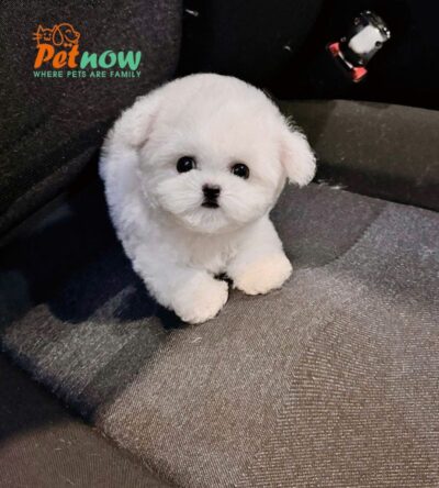 Chó Bichon Nhập Trung Quốc Màu Trắng Đực BC519