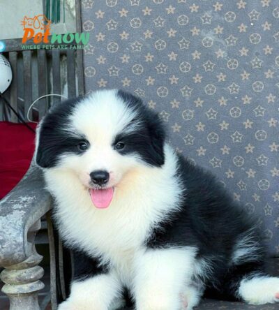 Chó Border Collie Màu Đen Trắng Đực BL516