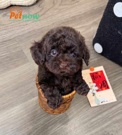  Chó Poodle Màu Nâu Socola Đực Mã PD512