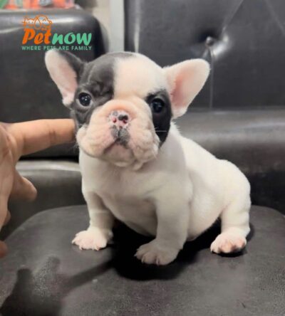 Chó Bull Pháp Màu Bò Sữa Đực Mã BP531