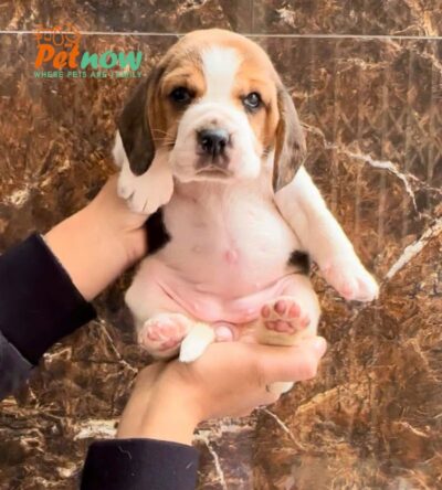 Chó Beagle Màu Tricolor Cái Mã BG535