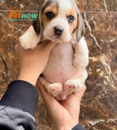 Chó Beagle Màu Tricolor Cái Mã BG536