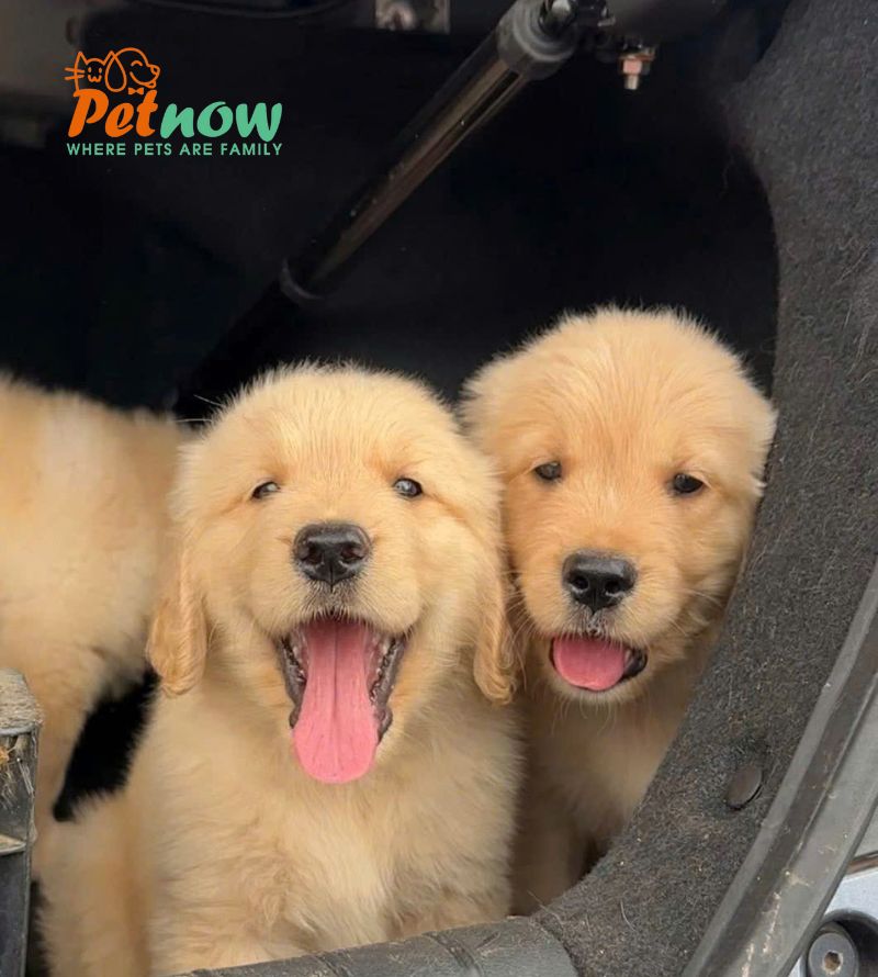Chó Golden Màu Vàng Kim Đực Mã GD537 Chó Golden Màu Vàng Kim Đực Mã GD537