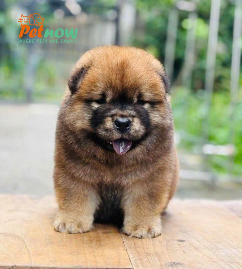 Chó Chow Chow Màu Vàng Lửa Đực Mã CH538 Chó Chow Chow Màu Vàng Lửa Đực Mã CH538