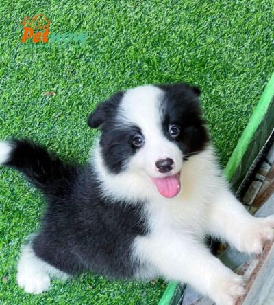 Chó Border Collie Màu Đen Trắng Cái BL517