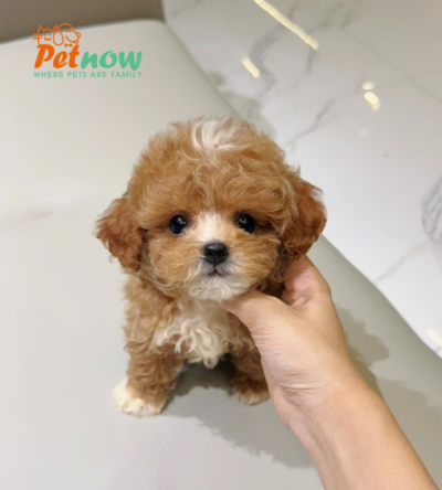  Chó Poodle Size Teacup Màu Bicolor Cái Mã PD513