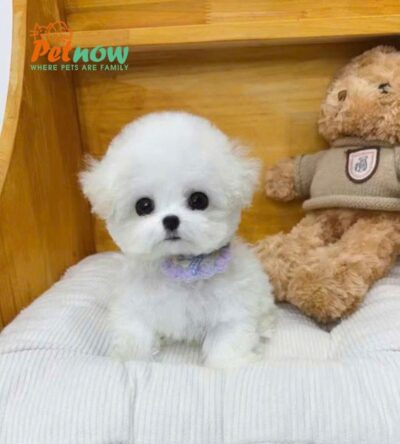 Chó Bichon Nhập Trung Quốc Màu Trắng Cái BC518