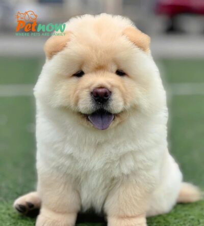 Chó Chow Chow Màu Vàng Kem Đực Mã CH522
