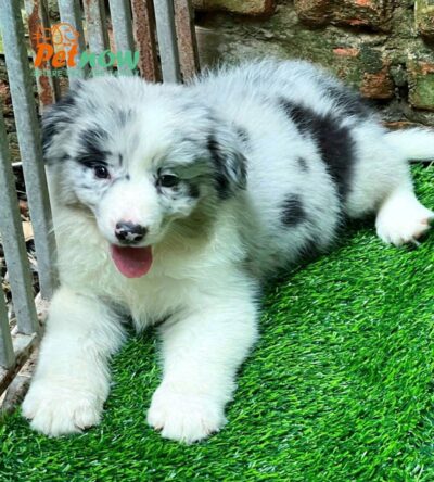 Chó Border Collie Màu Merler Siêu Hiếm Cái BL515