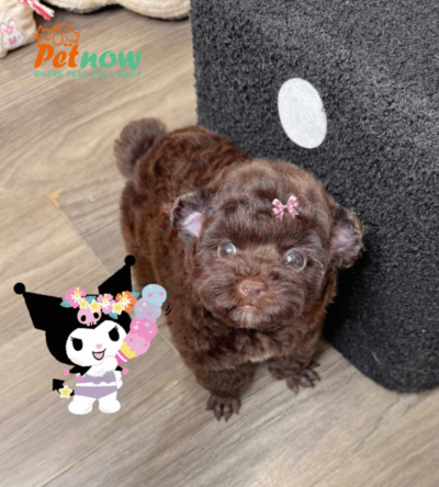  Chó Poodle Tai Gấu Màu Socola Cái Mã PD511