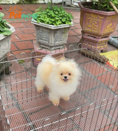 Chó Phốc Sóc Màu Vàng Chanh Đực Mã PS523