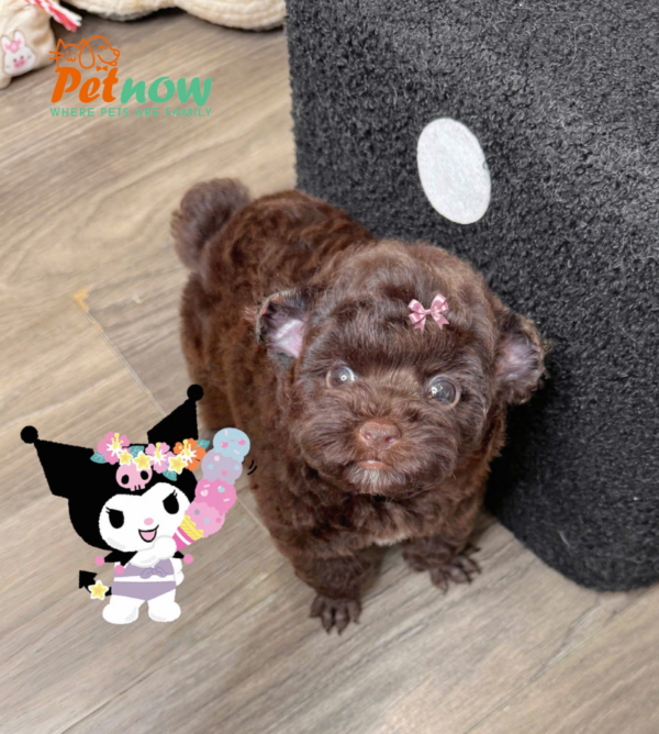  Chó Poodle Tai Gấu Màu Socola Cái Mã PD511