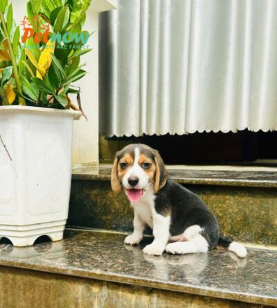Chó Beagle Màu Tricolor Đực Mã BG528