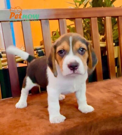 Chó Beagle Màu Tricolor Cái Mã BG529