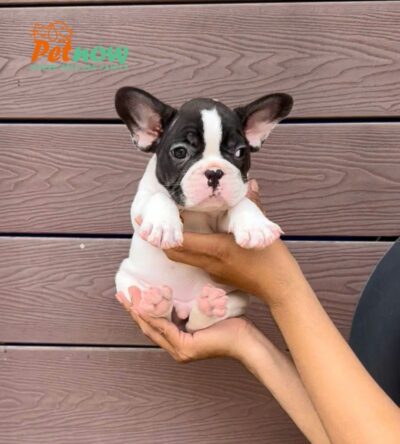 Chó Bull Pháp Màu Bò Sữa Cái Mã BP530