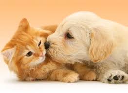 Hướng Dẫn Chó Mèo Mới Về Nhà Làm Quen Với Thú Cưng Cũ: Bí Quyết Hòa Nhập An Toàn, Hiệu Quả
